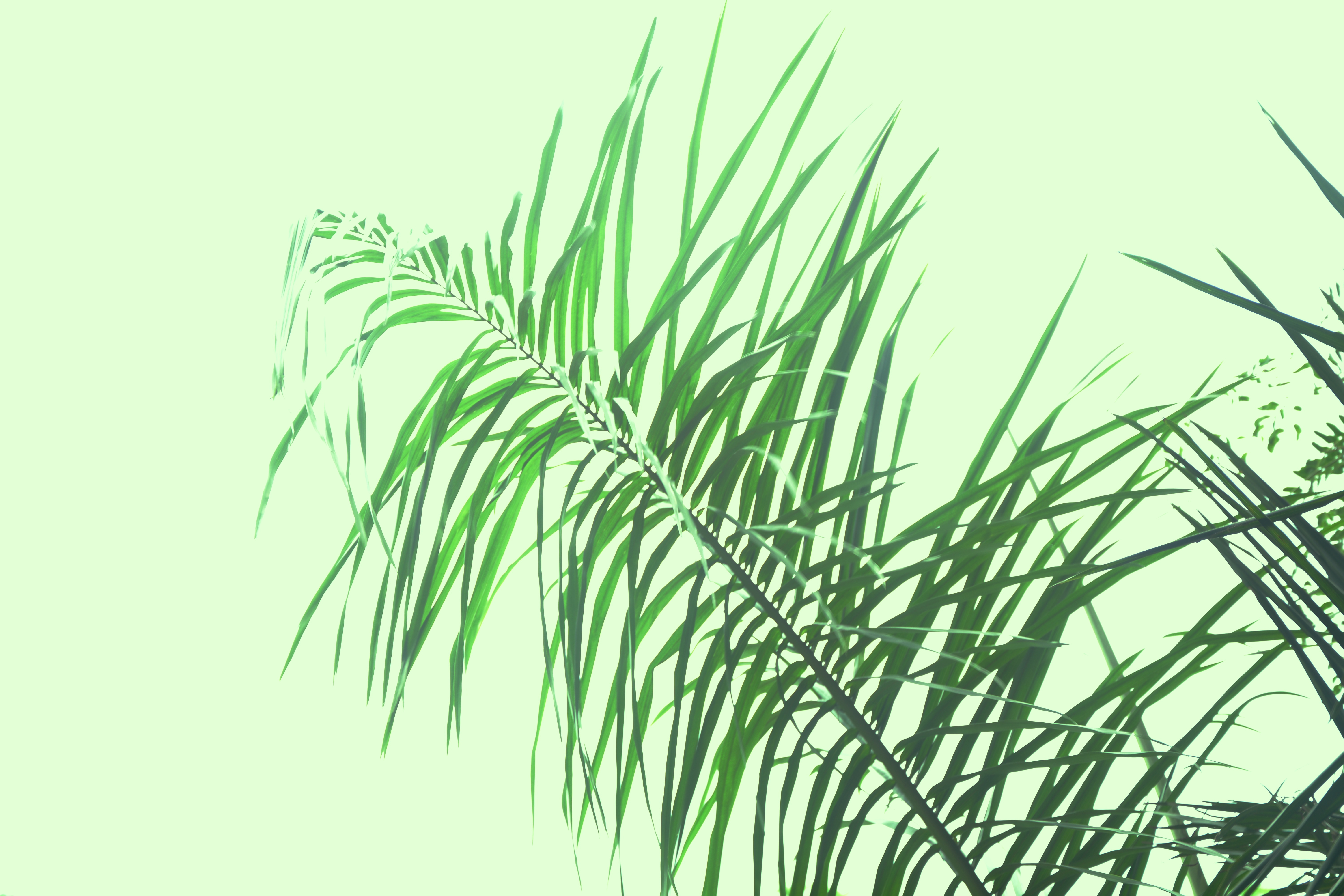 A NEW PALM LEAF SMILING AT WORLD
