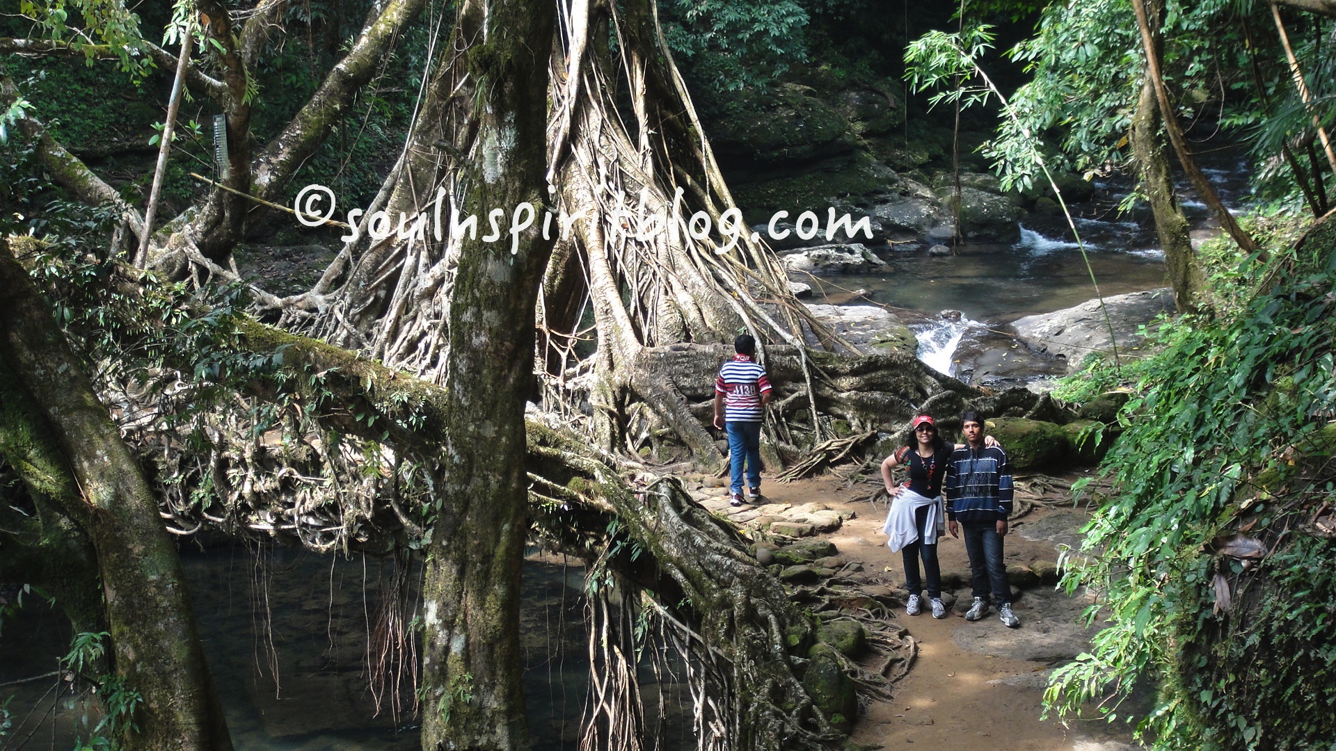 Stones and banyan tree roots provide strongest path to cross rivers and streams.